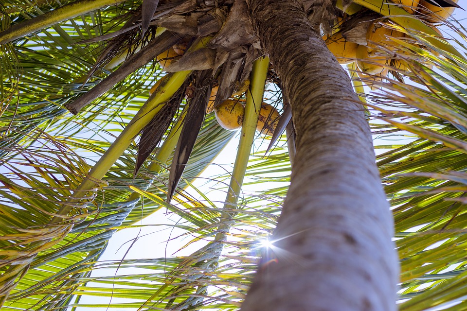 The Coconut Oil Craze - Should I Jump on the Bandwagon Too?