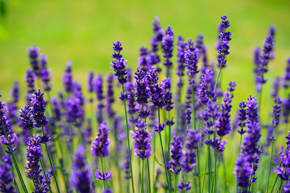 Lavender Essential Oil (Calming)