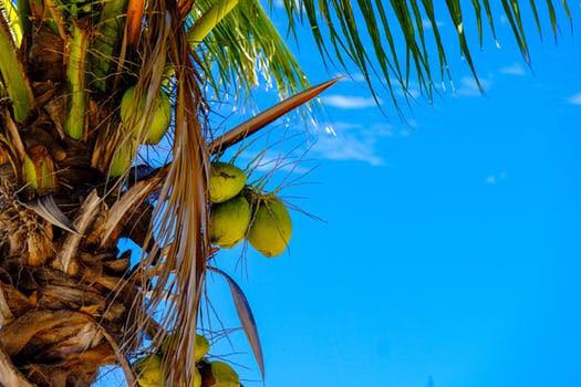 Coconut Water Refresher (Exercise)